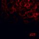 OSI - BLOOD (2 LP) - GOLD BLACK MARBLED