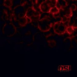 OSI - BLOOD (2 LP) - GOLD BLACK MARBLED