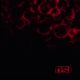OSI - BLOOD (2 CD)